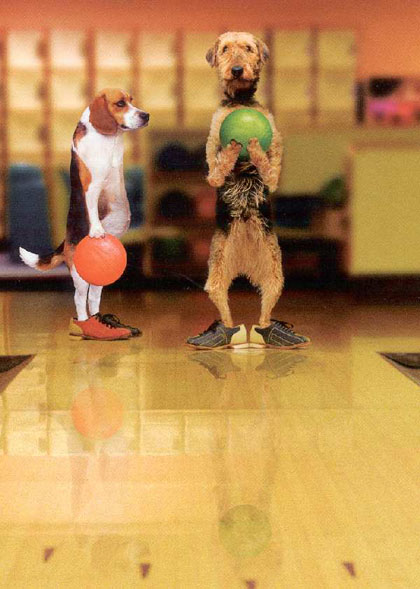 super%20funny%20animals%20cute%20photos_Bowling%20Dogs[1]